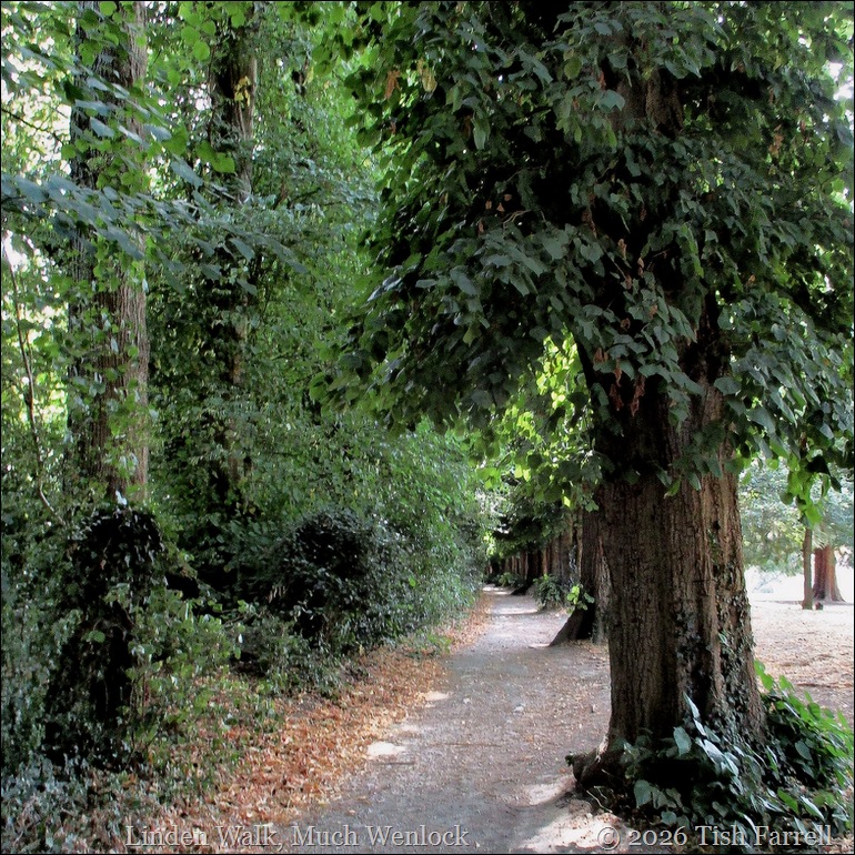Wenlock Linden Walk