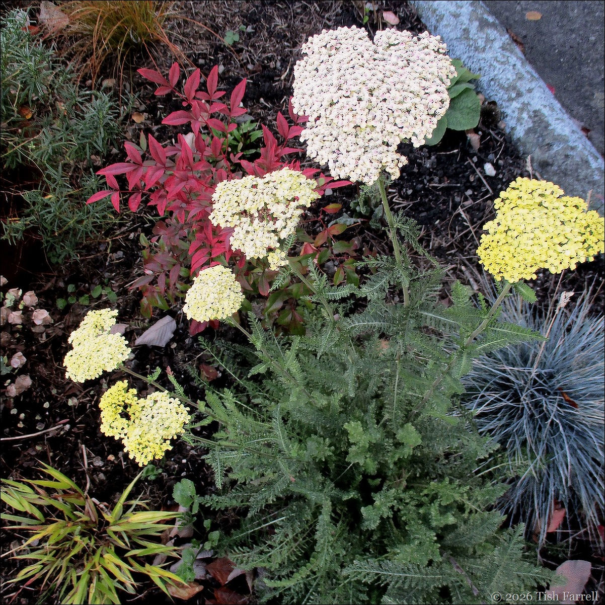 achillea moonshine