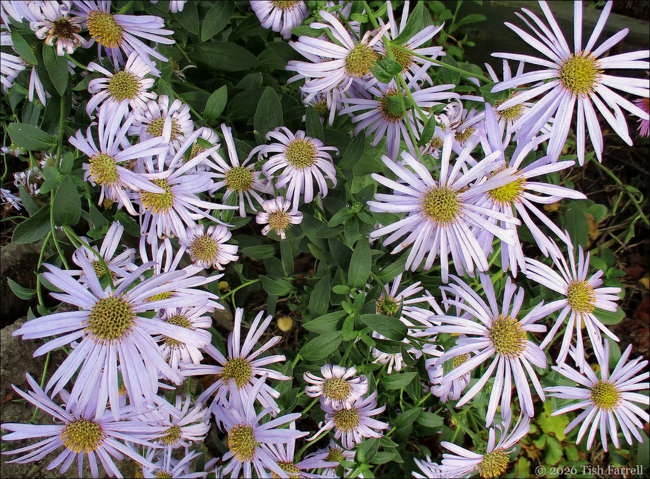aster Monch