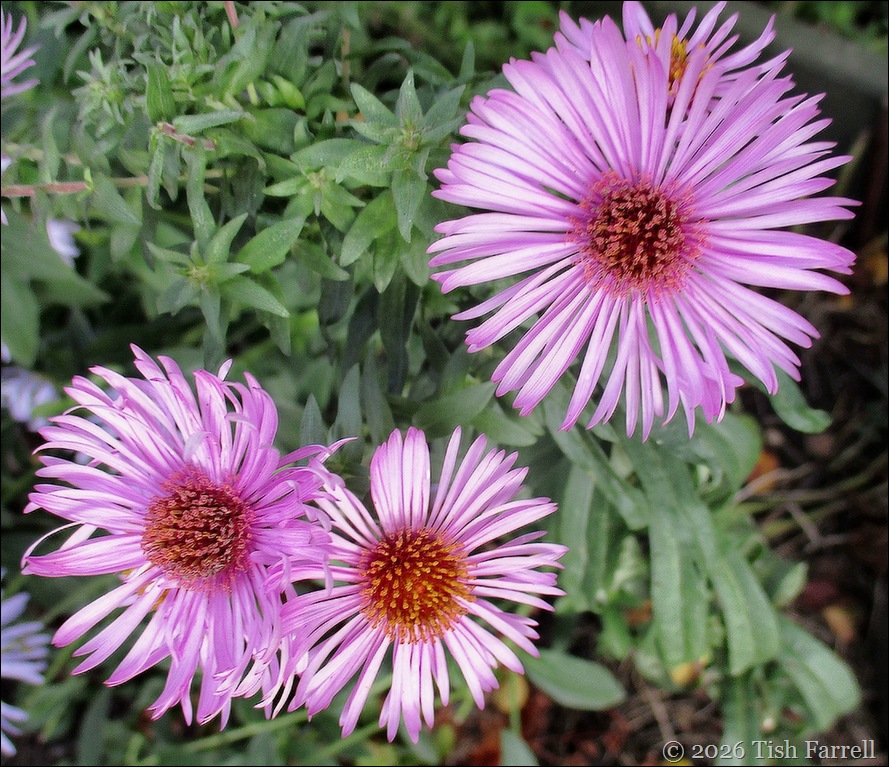 aster unknown