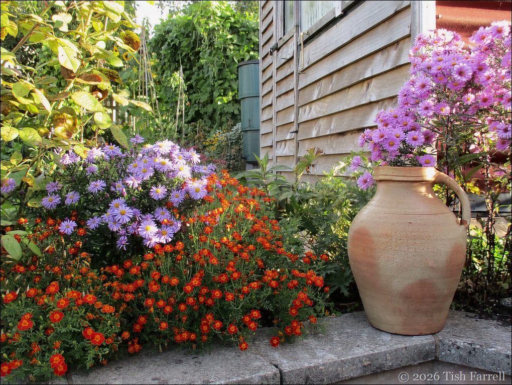 back garden
