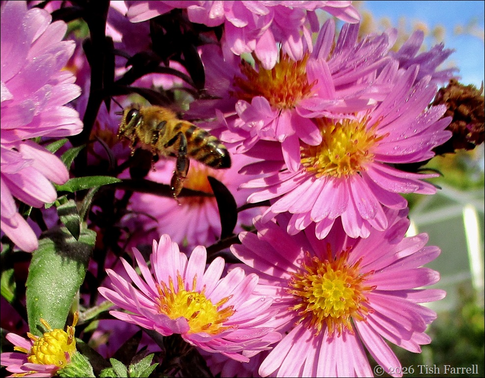 bee food 3