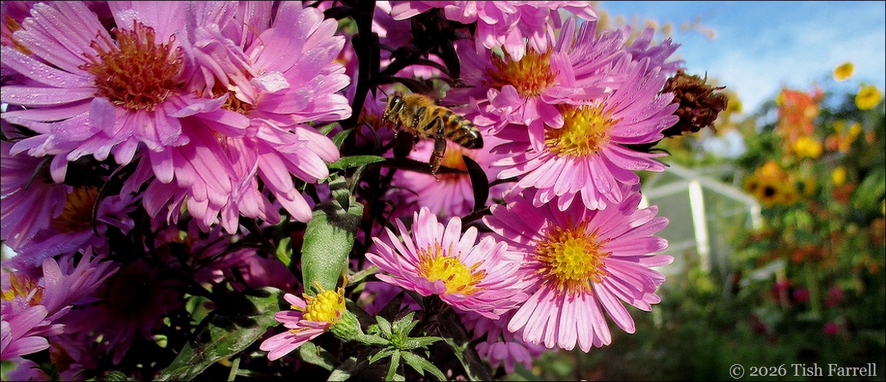 bee food header