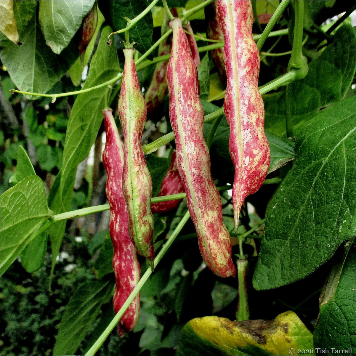 borlotti