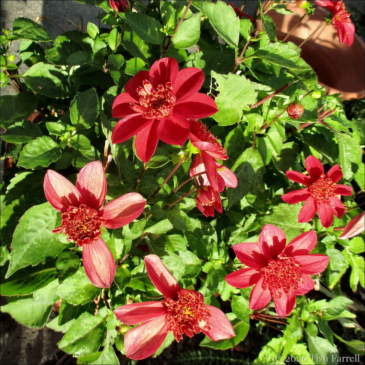 dahlia Inca