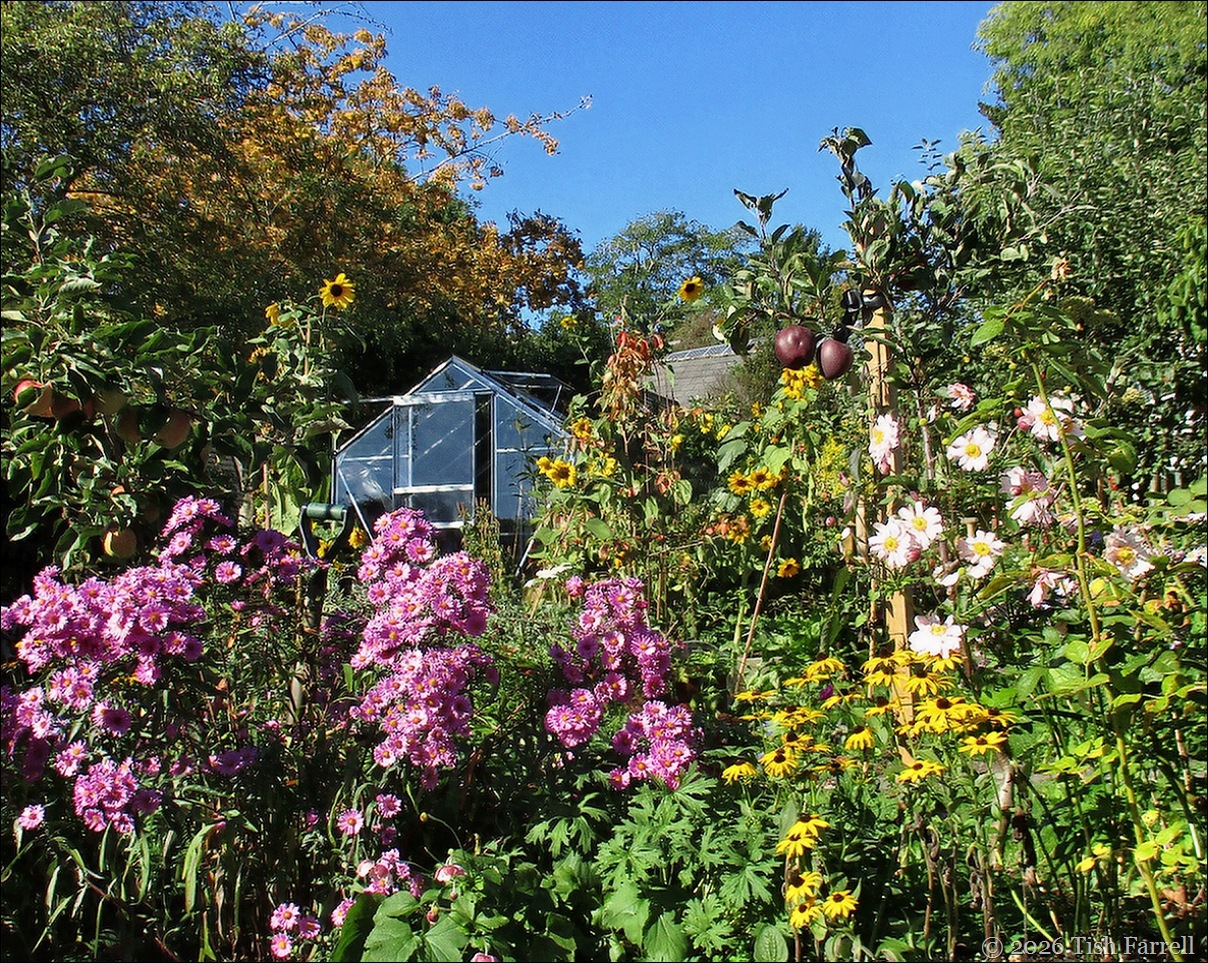 garden Oct 3 b