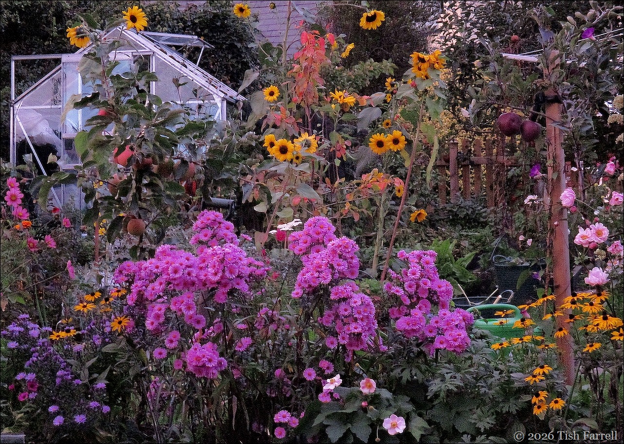 garden sunset 3rd