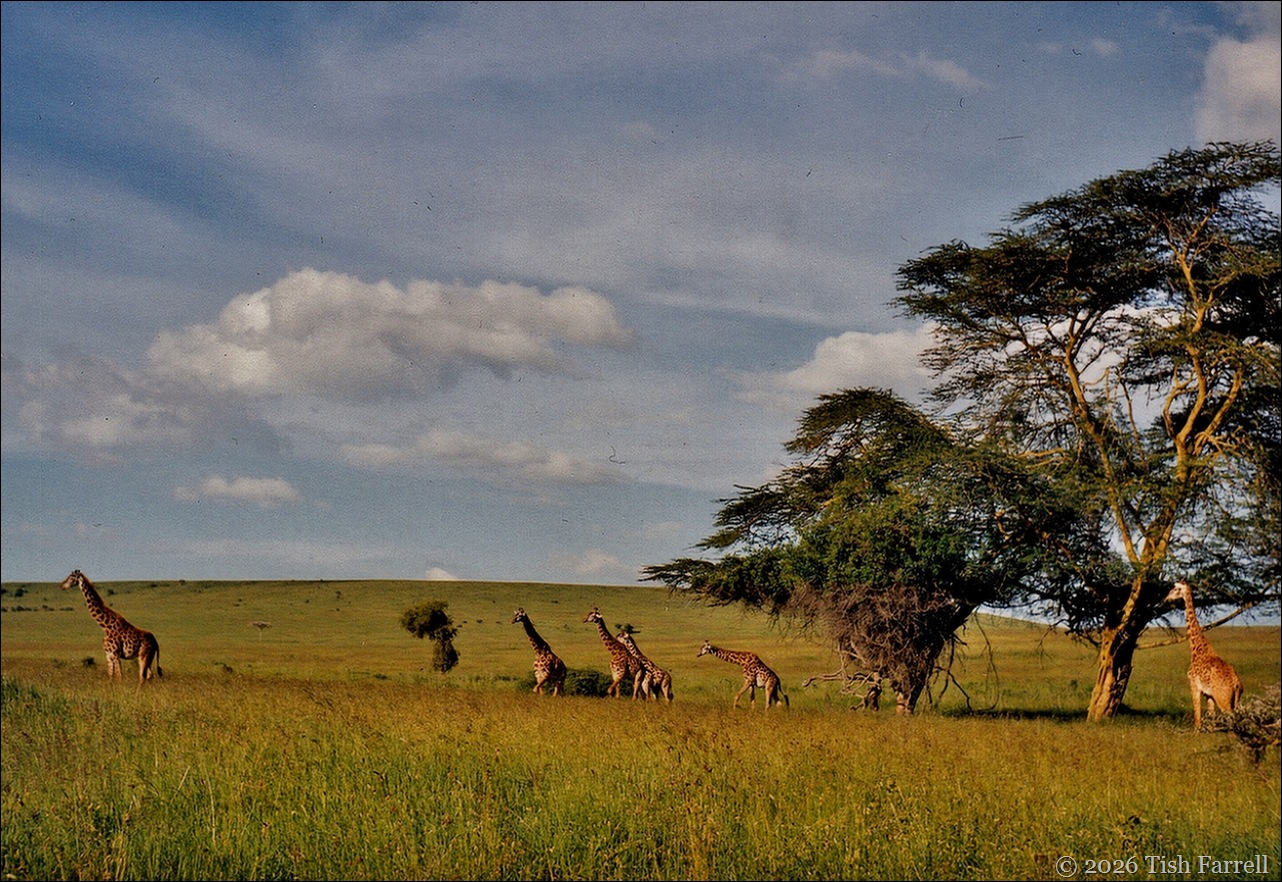 Giraffe Athi Plains