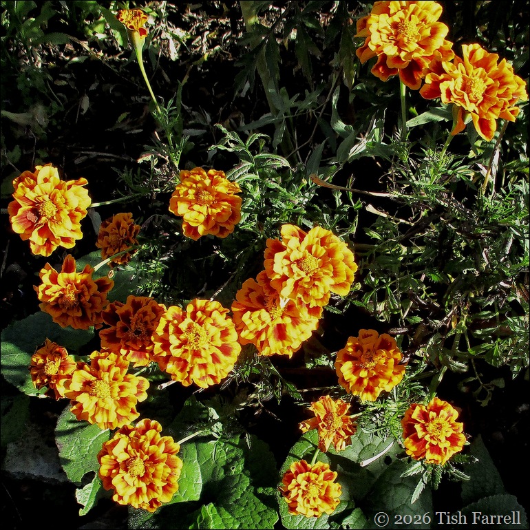 Marigolds Brocade