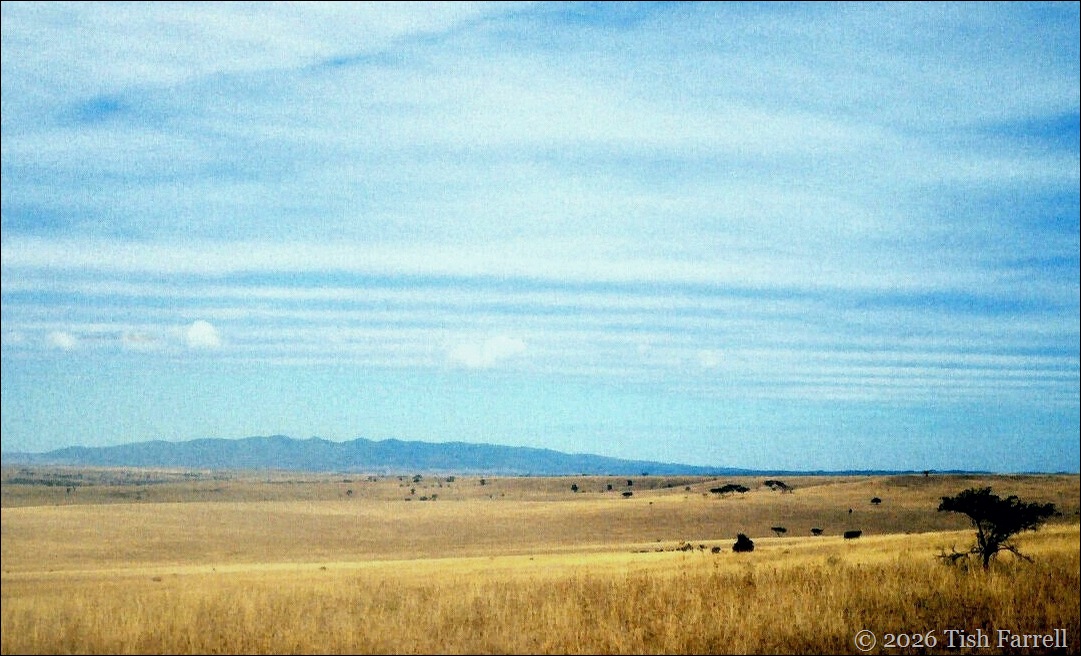 Ngongs and Athi plains