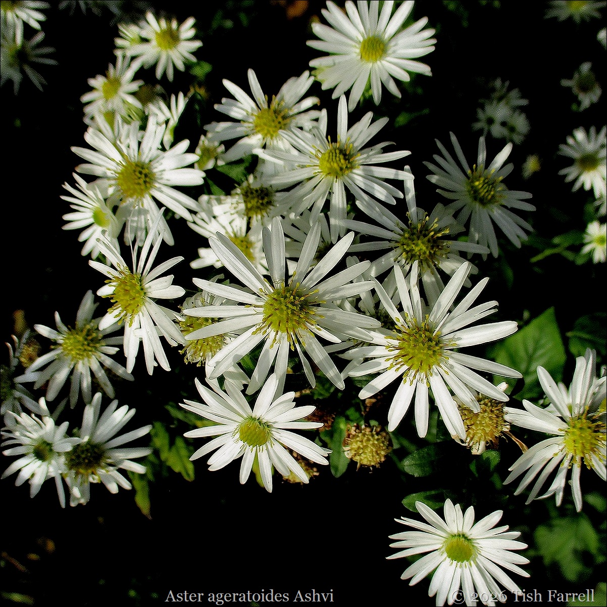 S Aster ageratoides  Ashvi