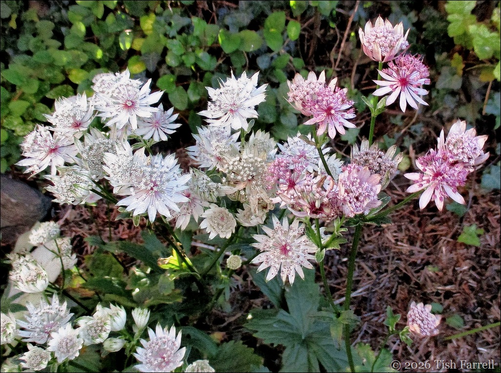 S Astrantia Sparkling Stars