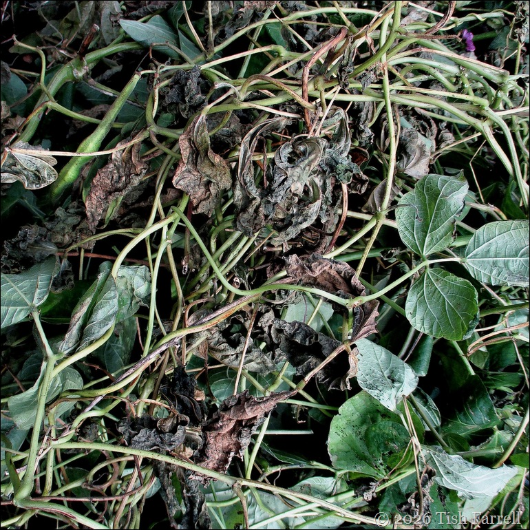 S Bean debris