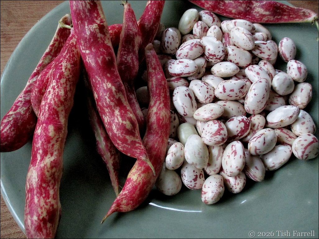 S Borlotti best