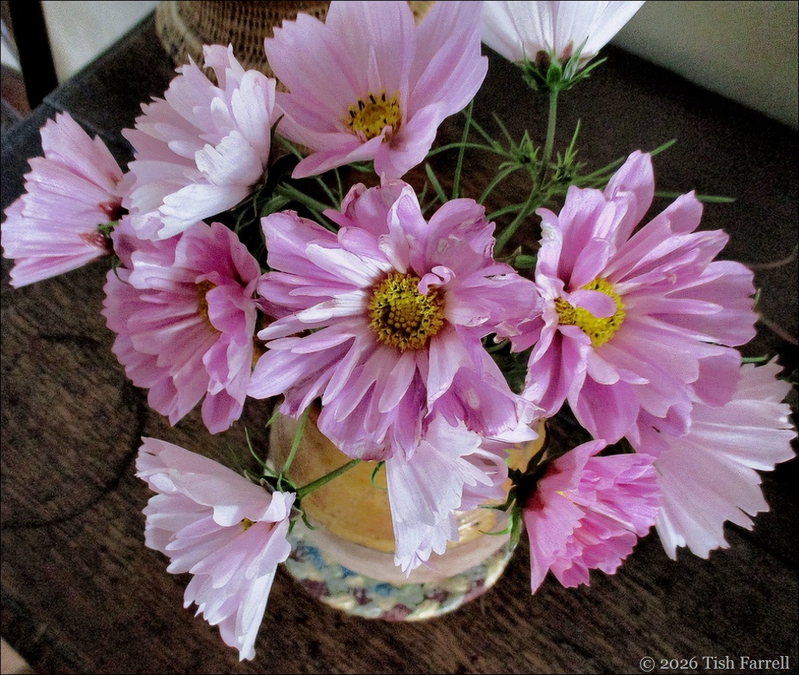 S Cosmos