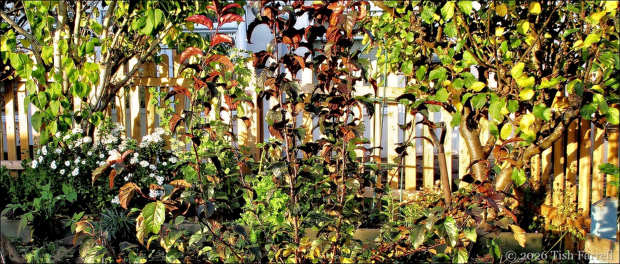 S sundowner Scarlett header