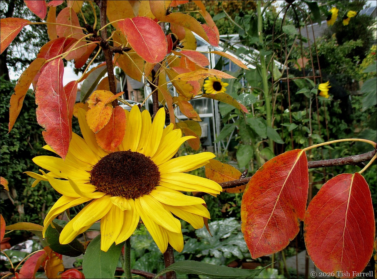 sunflower and pear