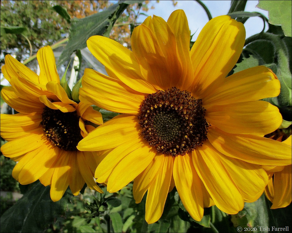 sunflowers