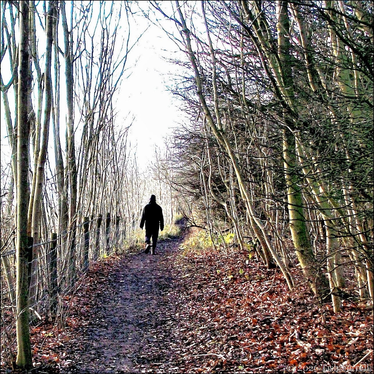 Wenlock edge and Graham